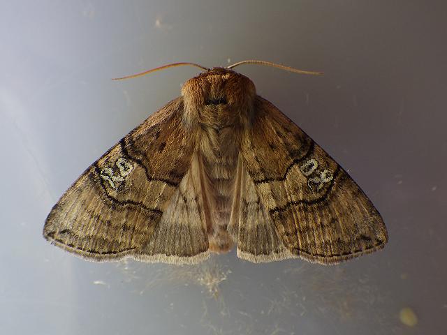 Tethea ocularis ssp octogesimea Figure of Eighty Moth Images Lepidoptera