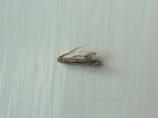 Tinea pellionella Case Bearing Clothes Moth