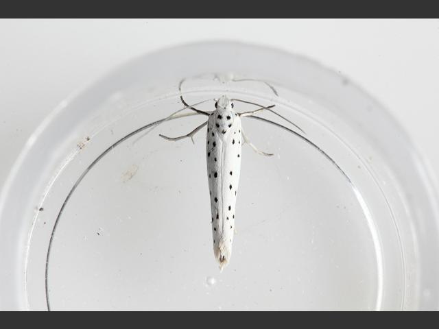 Yponomeuta cagnagella Spindle Ermine Moth Images