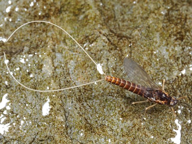 Either female Baetis species imago or Rhithrogena semicolorata Mayfly Images