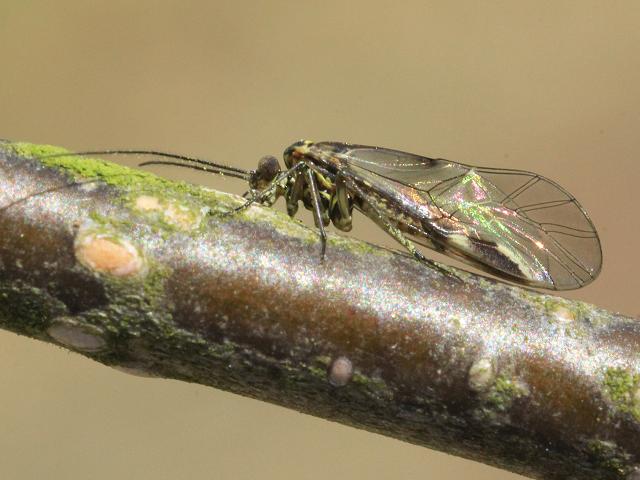 Atlantopsocus adustus Barkfly Psocoptera Images