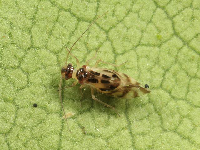 Graphopsocus cruciatus Barkfly Psocoptera Images