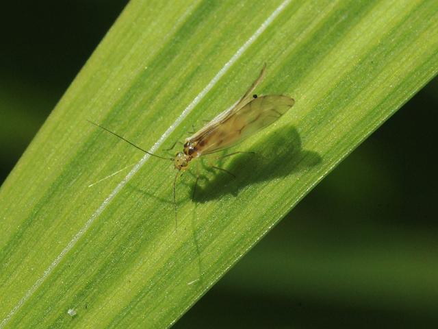 Stenopsocus immaculatus Barkfly Psocoptera Images