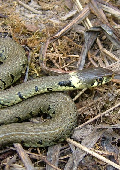 Snake Lizard Slow Worm Reptile Images UK