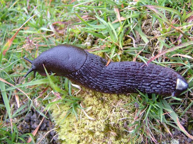 Arion ater Great black slug Images