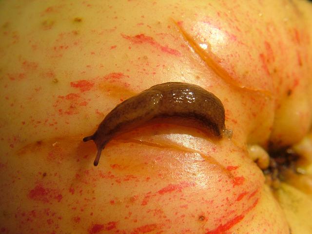 Arion hortensis Garden slug Images