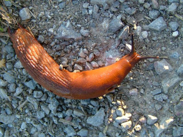 Arion rufus Large red slug  Images