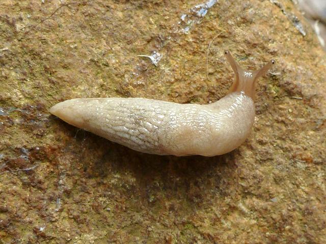 Deroceras agreste Field Slug Images