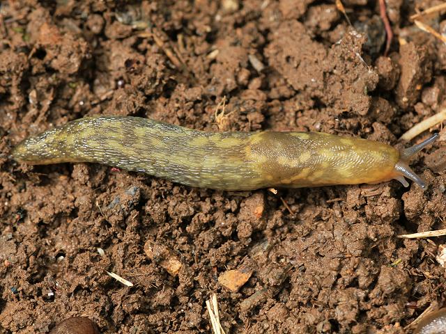 Limacus flavus yellow slug Images