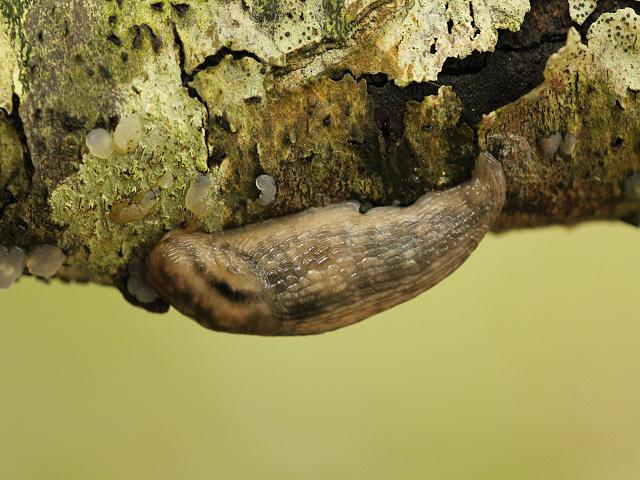 Lehmannia marginata synonym Limax marginatus Keelback tree slug Images