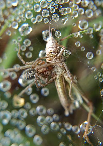 Spiders Harvestman Pseudoscorpions Arachnida Images UK