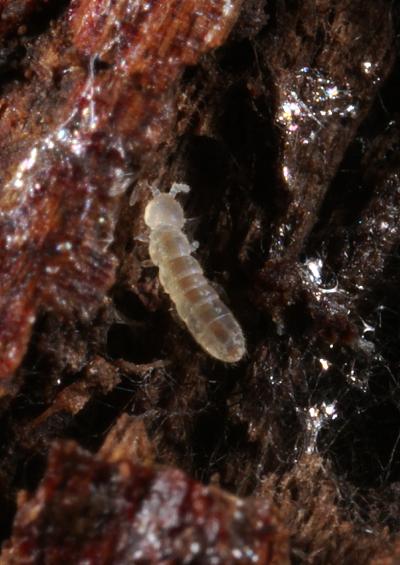 APHOTOFAUNA - Image Index Page for Springtails (Collembola images)
