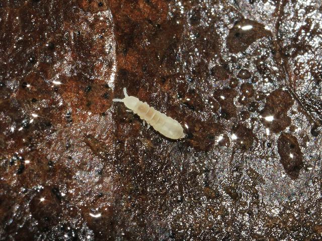 Springtail family Onychiurinae Collembola Images