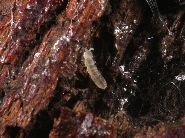Folsomia species possibly candida Isotomid Springtail Collembola Images