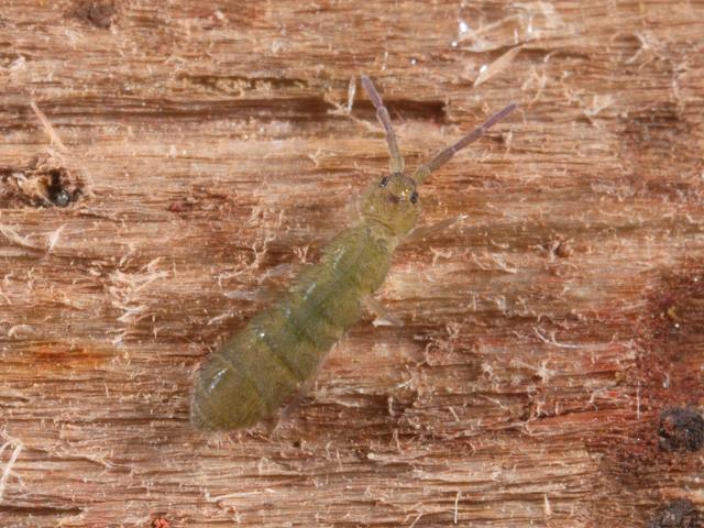 Isotoma viridis group Isotomid Elongate bodied Springtail Collembola Images