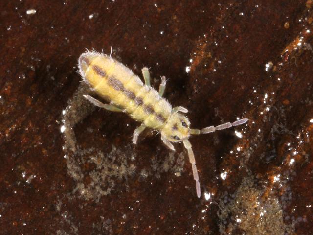 Isotomurus plumosus Elongate bodied Springtail Collembola Images