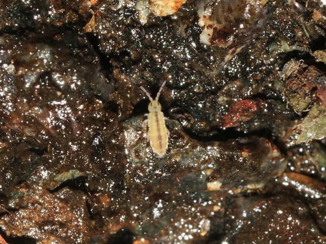 Isotomurus species Elongate bodied Springtail Collembola Images