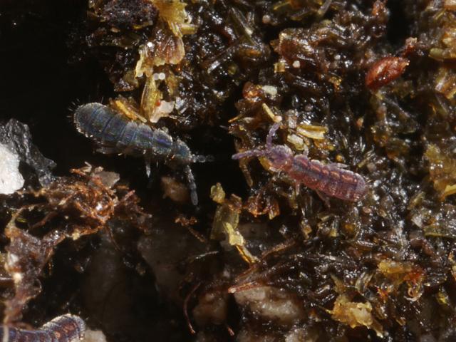 Vertagopus arboreus Isotomid or Elongate bodied Springtail Collembola Images