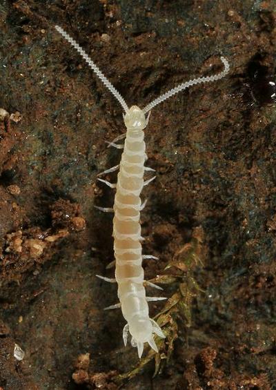 Dwarf Centipede Symphyla Symphylid Myriapod images
