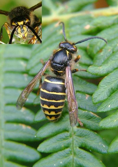 Wasp Gall Wasp Hornet Ant  Hymenoptera Images UK