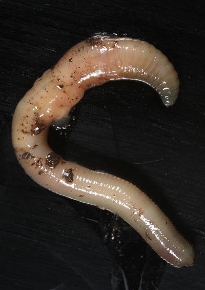 Worms and Leeches Annelida Images UK