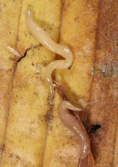 Flatworms Platyhelminthes Nemertine Smiling Worms Nemertea Images UK